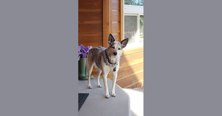Shelby, an Australian Cattle Dog and Border Collie mix tested with EmbarkVet.com
