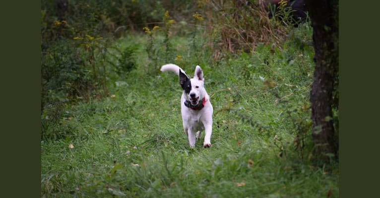 Tonks, a German Shepherd Dog and Boxer mix tested with EmbarkVet.com