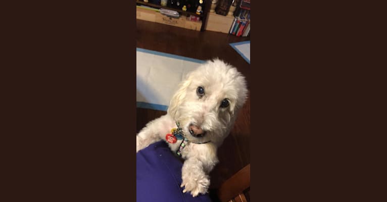 Photo of Winston, a Poodle (Small)  in Collingswood, New Jersey, USA