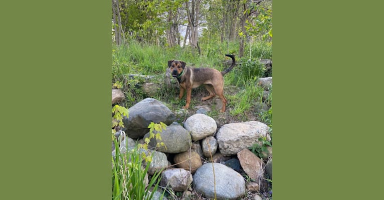 Lenny, a Rottweiler and American Pit Bull Terrier mix tested with EmbarkVet.com