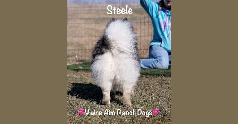 Photo of Steele, a Siberian Husky, Pomeranian, and American Eskimo Dog mix in Allerton, Iowa, USA