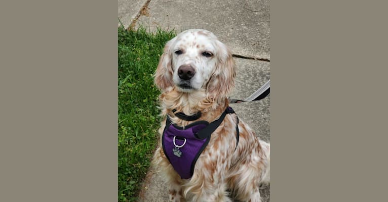 Photo of Violet, an English Setter  in Maryland, USA