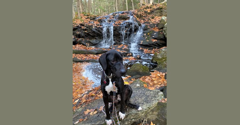 Photo of Beau, a Catahoula Leopard Dog, Great Dane, and Bloodhound mix in Weare, NH, USA