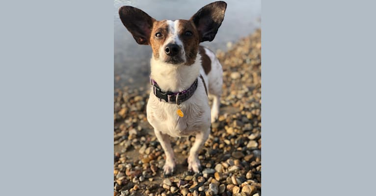Bubbie, a Rat Terrier and Dachshund mix tested with EmbarkVet.com