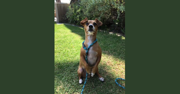 Clyde, a Chihuahua and Miniature Pinscher mix tested with EmbarkVet.com