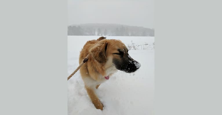Hazel, a Great Pyrenees and Labrador Retriever mix tested with EmbarkVet.com