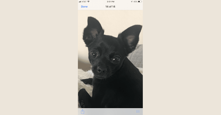 Mia, a Chihuahua and Miniature Pinscher mix tested with EmbarkVet.com