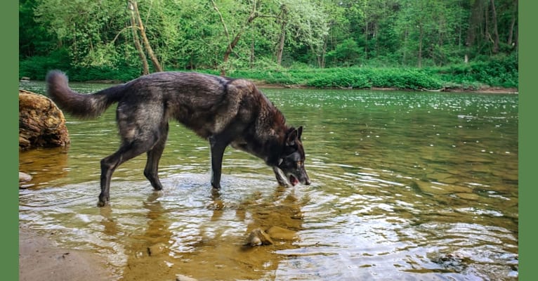 Embark wolfdog 2025