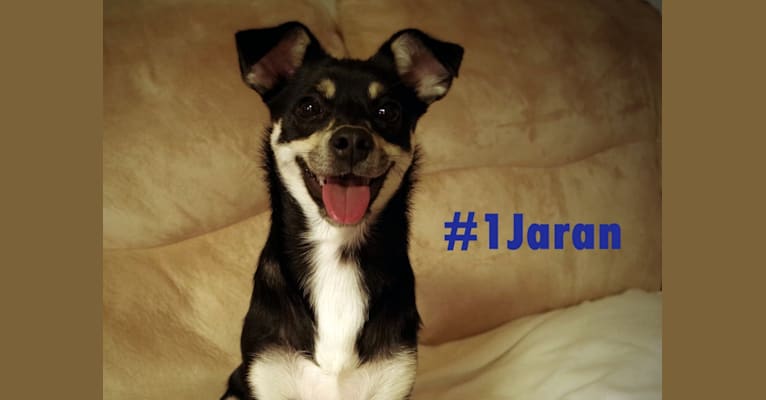 Jaran, a Yorkshire Terrier and Miniature Schnauzer mix tested with EmbarkVet.com