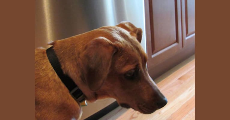 Nova, a Rottweiler and Staffordshire Terrier mix tested with EmbarkVet.com