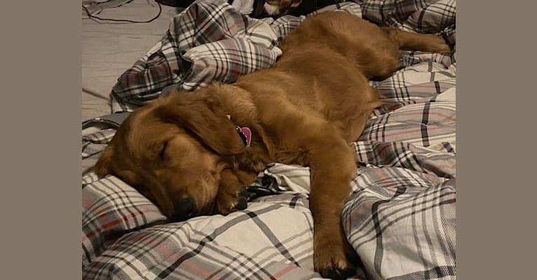 Summer, a Golden Retriever tested with EmbarkVet.com