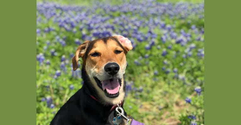 Cora, a Coonhound and Labrador Retriever mix tested with EmbarkVet.com
