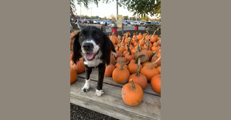 Steel, an Australian Shepherd and Cocker Spaniel mix tested with EmbarkVet.com