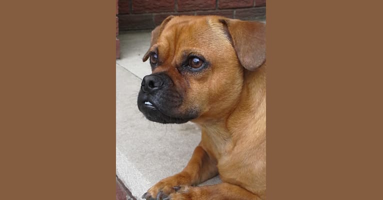 Oliver, a Pekingese and American Pit Bull Terrier mix tested with EmbarkVet.com