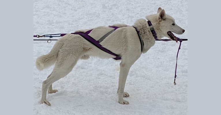 Bolt, a Siberian Husky and Alaskan-type Husky mix tested with EmbarkVet.com