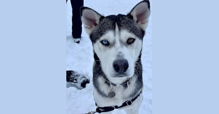 Nala, a Siberian Husky and Alaskan Malamute mix tested with EmbarkVet.com