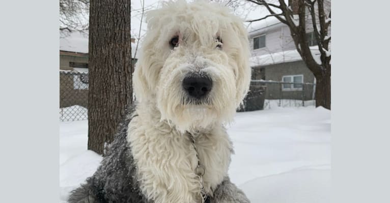 Levy, an Old English Sheepdog tested with EmbarkVet.com