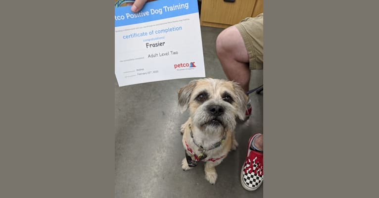 Frasier, an American Pit Bull Terrier and Shih Tzu mix tested with EmbarkVet.com