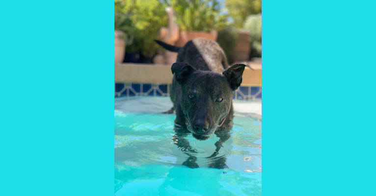 Photo of Tiga, an American Pit Bull Terrier, Siberian Husky, Chow Chow, Australian Cattle Dog, and Mixed mix in Phoenix, Arizona, USA