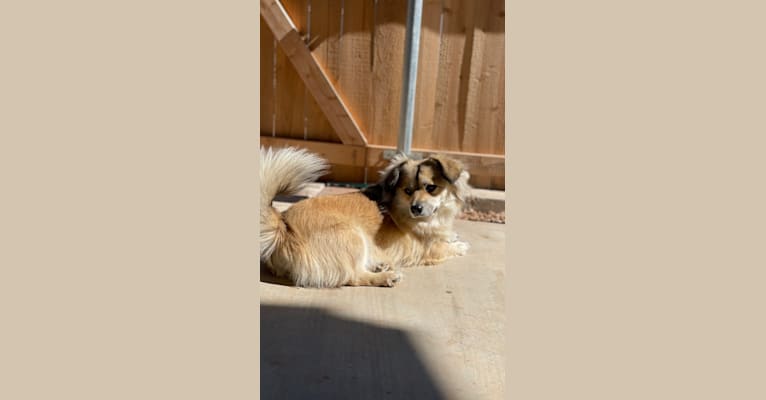 Photo of Tita, a Shih Tzu, Chihuahua, Pomeranian, Miniature Pinscher, Mountain Cur, and Miniature Schnauzer mix in San Angelo, Texas, USA