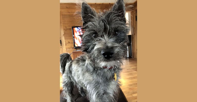 Westie cheap scottie cross