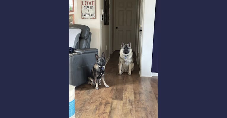 Brutus, a Norwegian Elkhound tested with EmbarkVet.com