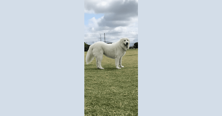 Looney “Chik’in Mini Bandit” Bear, a Great Pyrenees tested with EmbarkVet.com