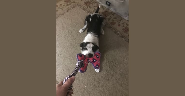 embark dog dna test breed