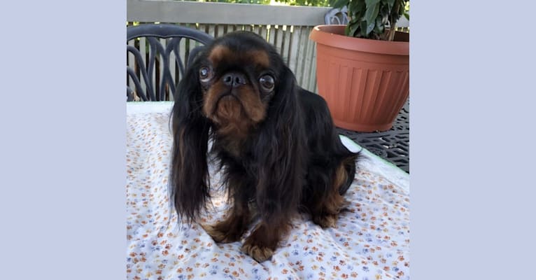 Photo of Padmé, an English Toy Spaniel  in Drummondville, Quebec, Canada