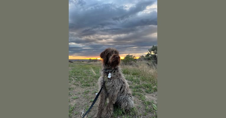 Moose, a Wirehaired Pointing Griffon tested with EmbarkVet.com