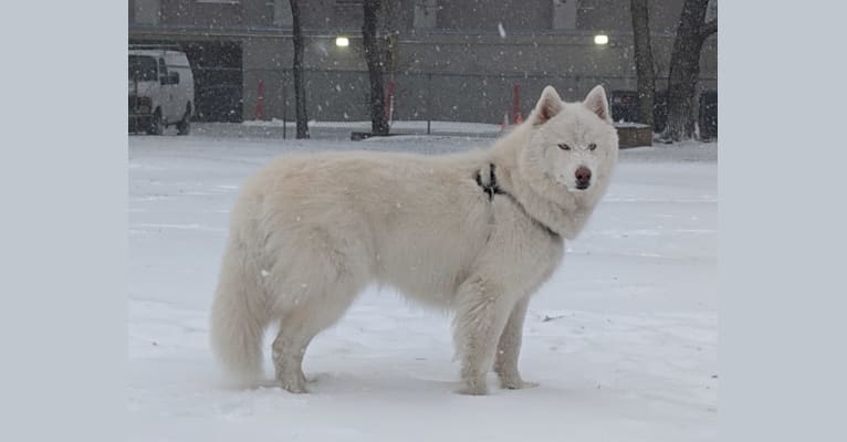 Ghost, a Siberian Husky tested with EmbarkVet.com