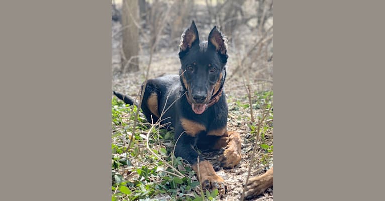 Ragar, a Beauceron tested with EmbarkVet.com