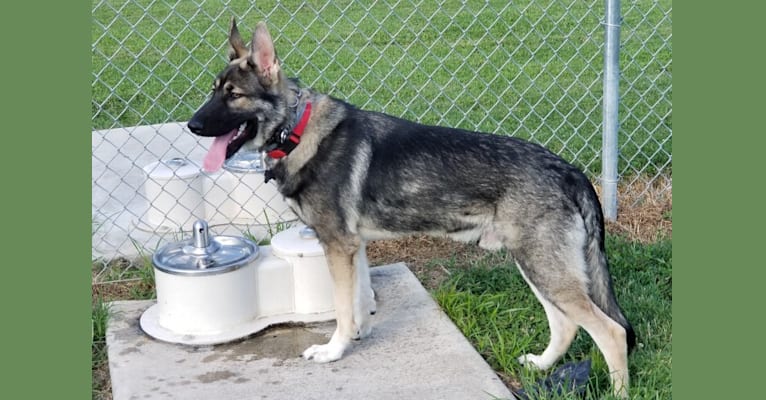Embark Dog DNA Test Breed