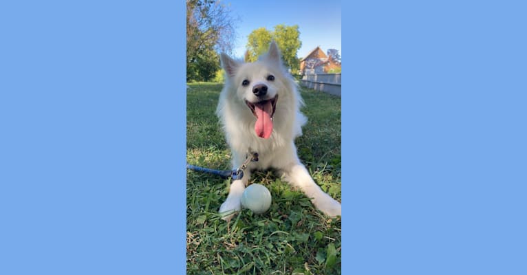 Attila, an American Eskimo Dog tested with EmbarkVet.com