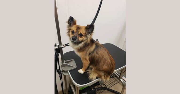 Mr. Gizmo, a Pomeranian and Chihuahua mix tested with EmbarkVet.com
