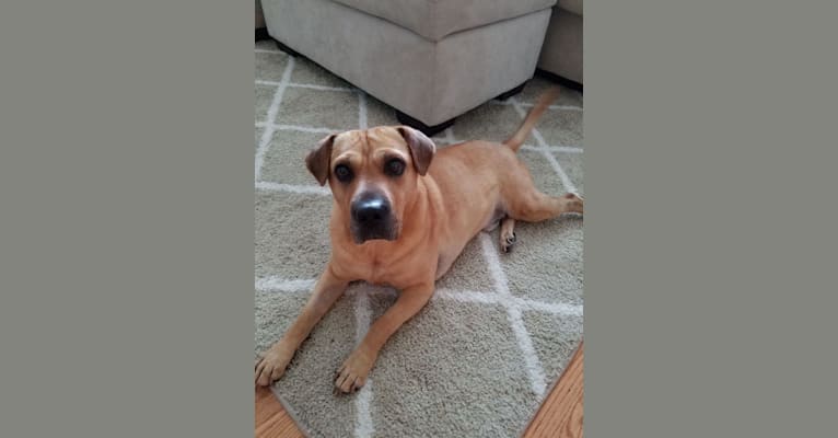 Shar pei black mouth cur mix shop