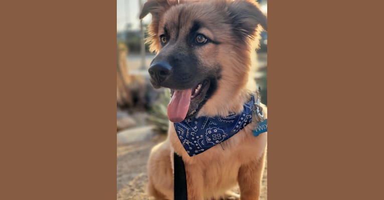 Photo of Twix, a German Shepherd Dog, Chow Chow, Australian Cattle Dog, American Pit Bull Terrier, and Mixed mix in Arizona, USA