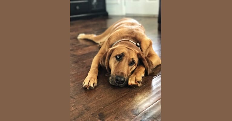 Cane corso bloodhound mix sales