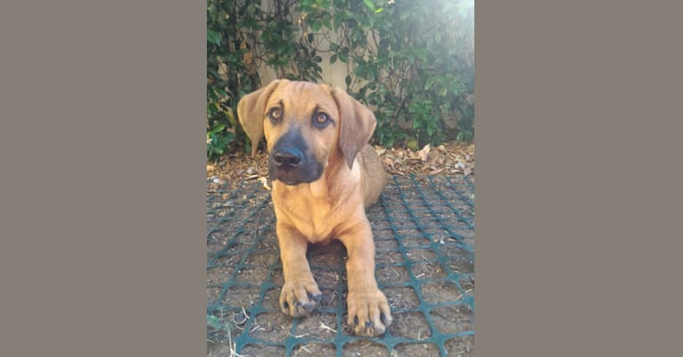 Cody, a Basset Hound and Australian Cattle Dog mix tested with EmbarkVet.com