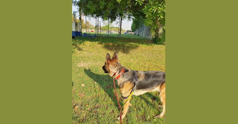Mischa, a German Shepherd Dog and Arabian Village Dog mix tested with EmbarkVet.com