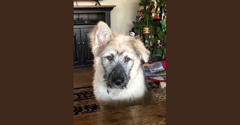 Thunder, a German Shepherd Dog and Alaskan Malamute mix tested with EmbarkVet.com