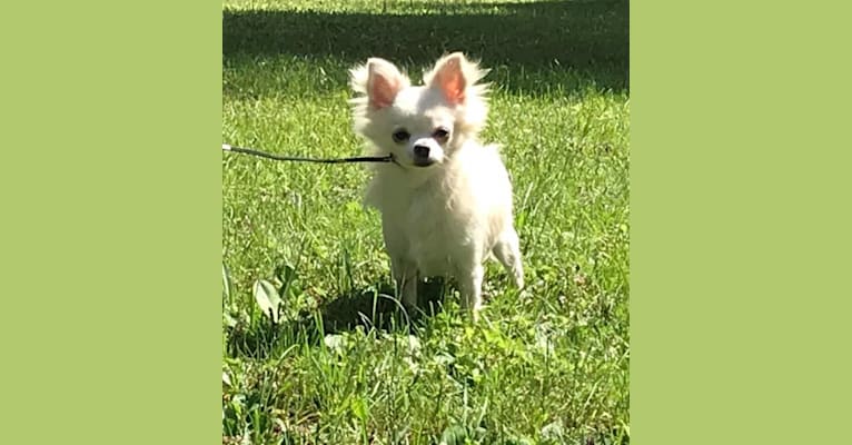 Photo of Yeti, a Chihuahua 