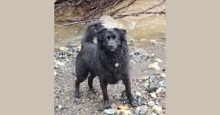 Kittie, a Formosan Mountain Dog tested with EmbarkVet.com
