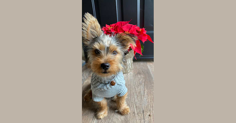 Photo of Brixby, a Yorkshire Terrier  in Joplin, MO, USA