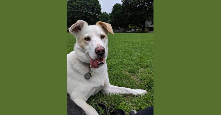 Jolene, a Siberian Husky and Chinese Shar-Pei mix tested with EmbarkVet.com