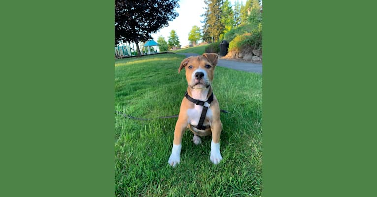 Photo of Larry, an American Pit Bull Terrier, American Staffordshire Terrier, and Mixed mix in Tacoma, Washington, USA