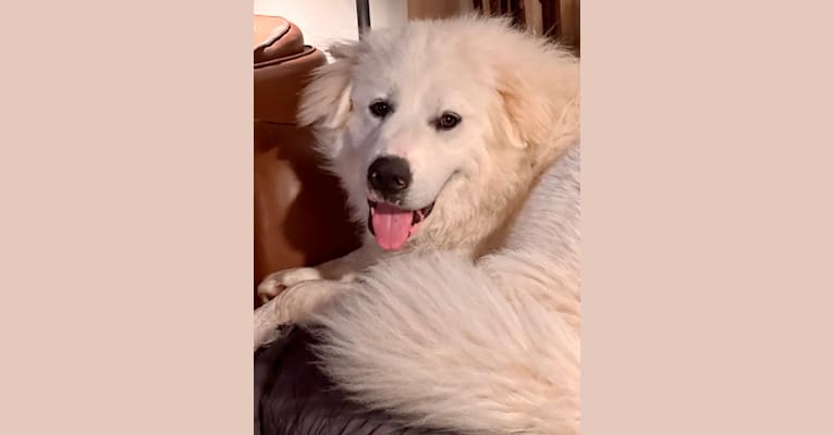 Yeti, a Great Pyrenees tested with EmbarkVet.com