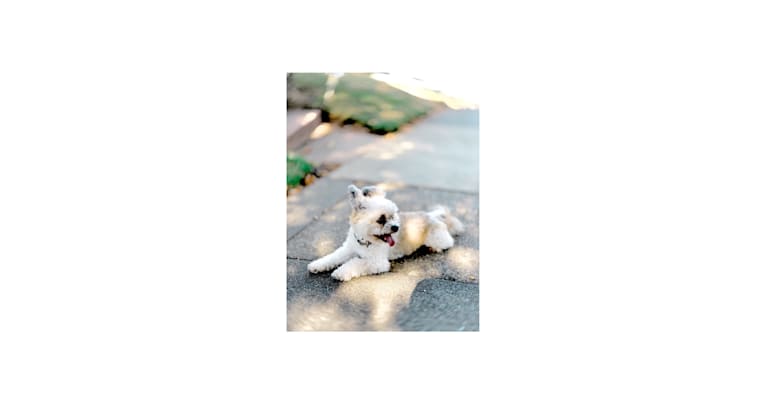 Dolly, a Pomeranian and Shih Tzu mix tested with EmbarkVet.com