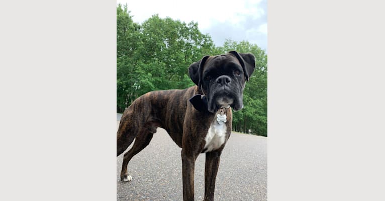 Murray, a Boxer tested with EmbarkVet.com
