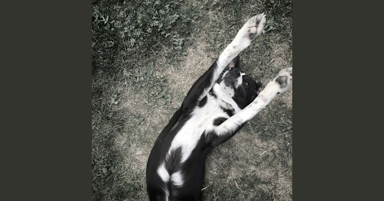 Thumper, an Australian Shepherd and Labrador Retriever mix tested with EmbarkVet.com